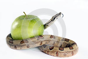 Snake and apple .