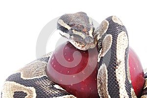 Serpiente a manzana 