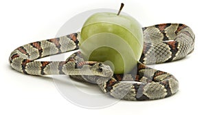 Serpiente a manzana 