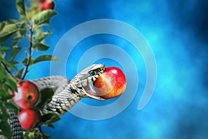 Snake with an apple fruit in its mouth