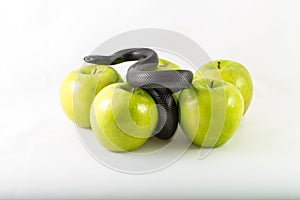 Snake and apples