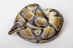 Ball python