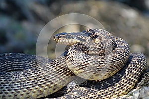 Snake in attack position