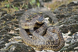 Snake in attack position