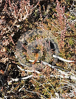 Snake in Aukstumalos swamp , Lithuania