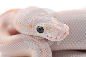 Snake Ball python isolated on white background