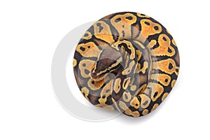 Snake Ball python isolated on white background