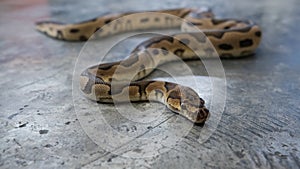 Snake Ball python morp Fire Female