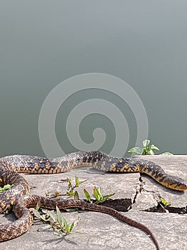 Snake basking on the bank of a pond