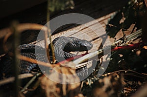 snake is basking in the sun