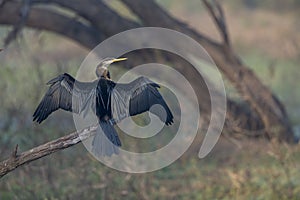 Snake Bird or Darter at Bharatpur Bird Sanctuary,Rajasthan,India