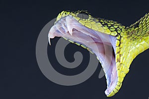 Snake biting / Atheris nitschei