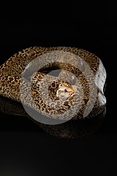 snake on a black background. Carpet python.