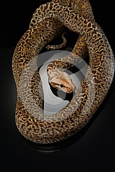 snake on a black background. Carpet python.