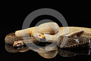 snake on a black background. Carpet python.