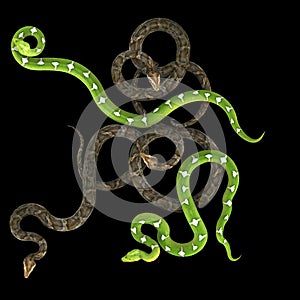 Snake on black background.