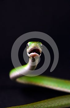 Snake - Black background - Offensive