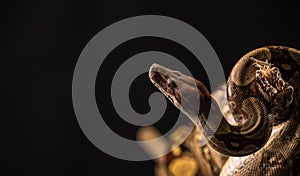 Snake on black background