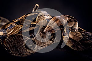 Snake on black background