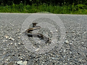 Snake - blind brittle on asphalt road with small stones.