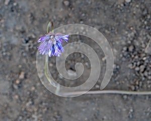 Snake Blue Dicks, purple color wildflower