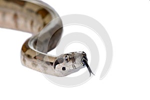 Snake Boa Constrictor