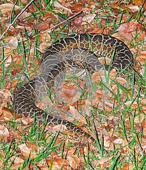 Snake Bothrops known as Jararaca in Brazil