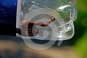 Snake in a bottle.