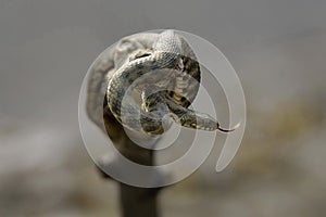 Snake on the branch with loll out tongue