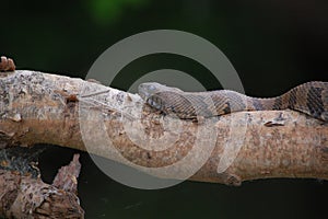 Snake, Brown Snake Nerodia taxispilota