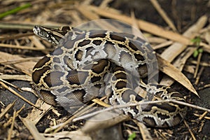 Snake Burmese Python molurus bivittatus