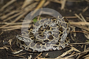 Snake Burmese Python molurus bivittatus