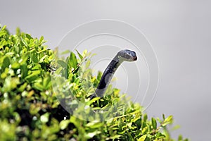 Snake in a bush photo