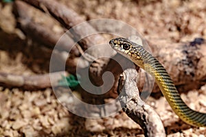 The snake in the bushes stretched out its neck and looks forward in the aquarium at the zoo