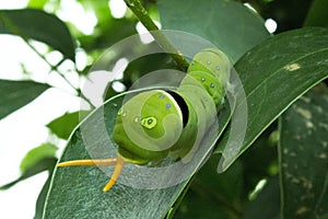 Snake-caterpillar