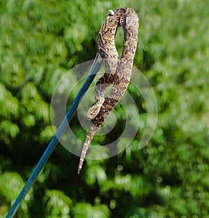 Snake Caught photo