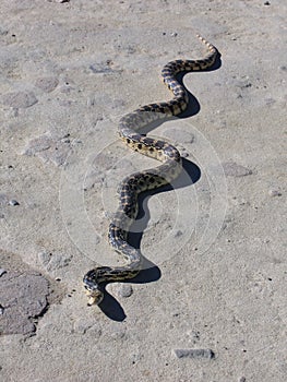 Snake at Chaco Canyon ruins