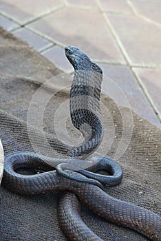 Snake charmer with Cobra-Morocco photo