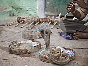 Snake charmer in India photo