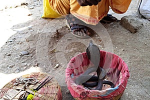 The snake charmer teases the snake and the snake replies to him. selective focus