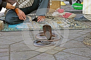 Snake charmers in Jemaa al Fnaa, Marrakech. MOROCCO.