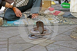Snake charmers in Jemaa al Fnaa, Marrakech. MOROCCO. photo