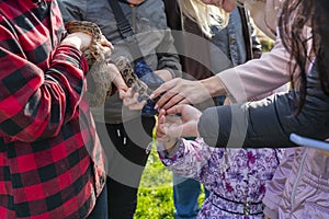 The snake Chilabothrus angulifer, - the Cuban boa photo