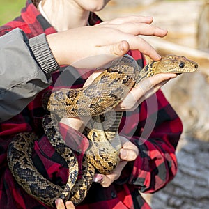 The snake Chilabothrus angulifer, - the Cuban boa photo