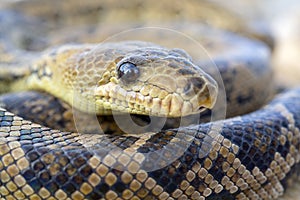 The snake Chilabothrus angulifer, - the Cuban boa photo