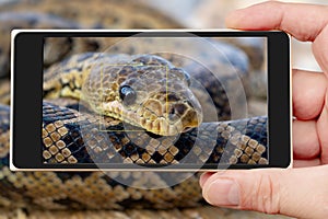 The snake Chilabothrus angulifer, - the Cuban boa photo