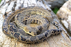Snake Chilabothrus angulifer and the Cuban tree boa photo