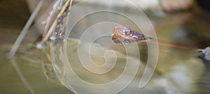 Snake chilling in a small pool of water