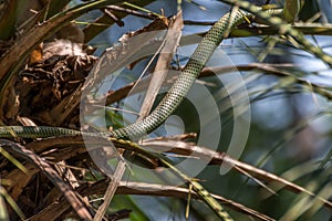 Snake (Chrysopelea ornata) on a tree