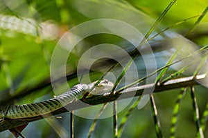 Snake (Chrysopelea ornata) on a tree